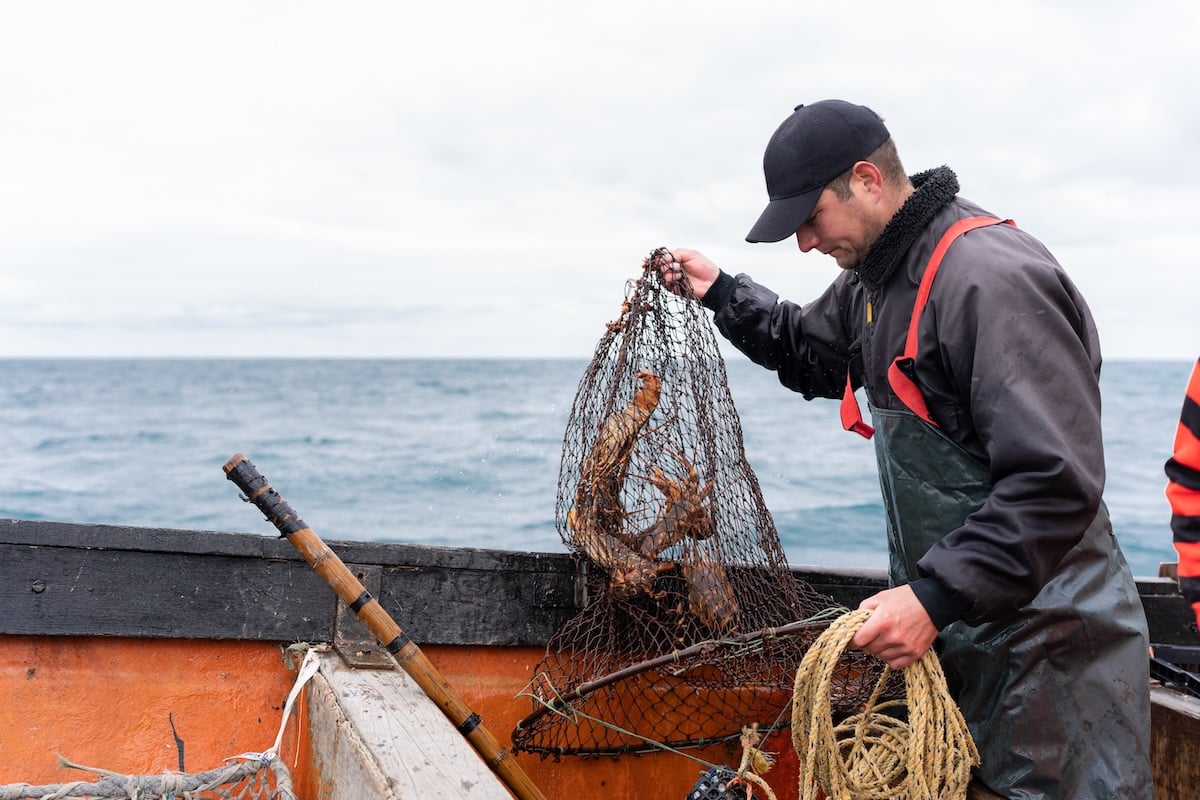 Poiscaille, une idée neuve pour consommer du poisson responsable