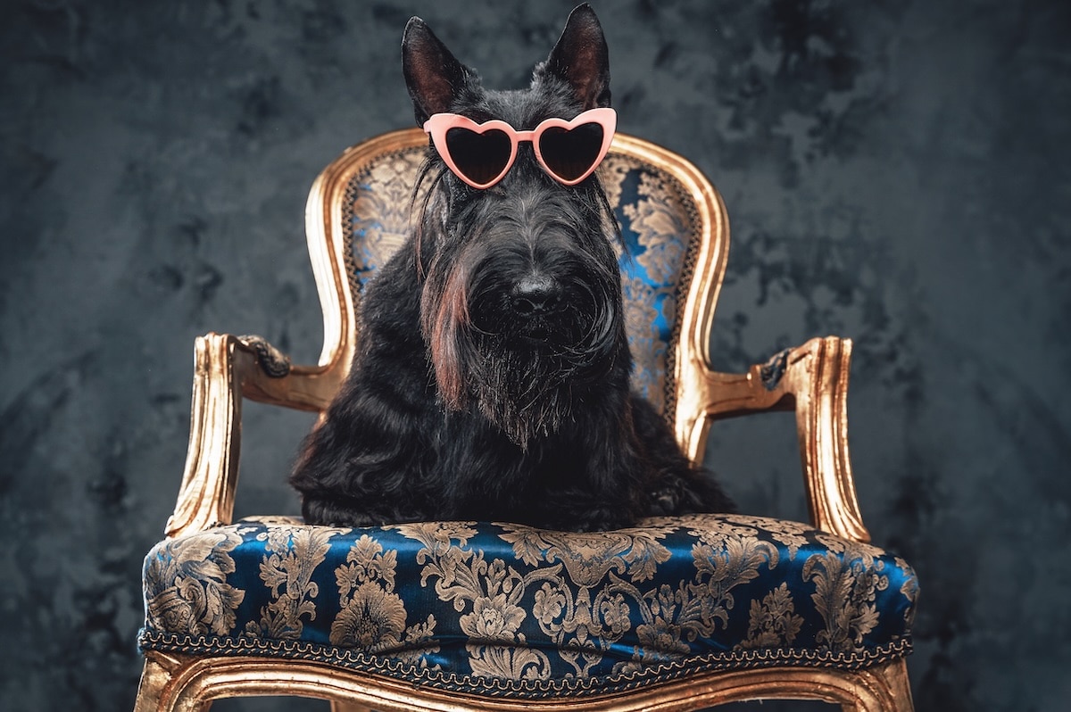 The Dogry, le club privé pour chiens à Paris